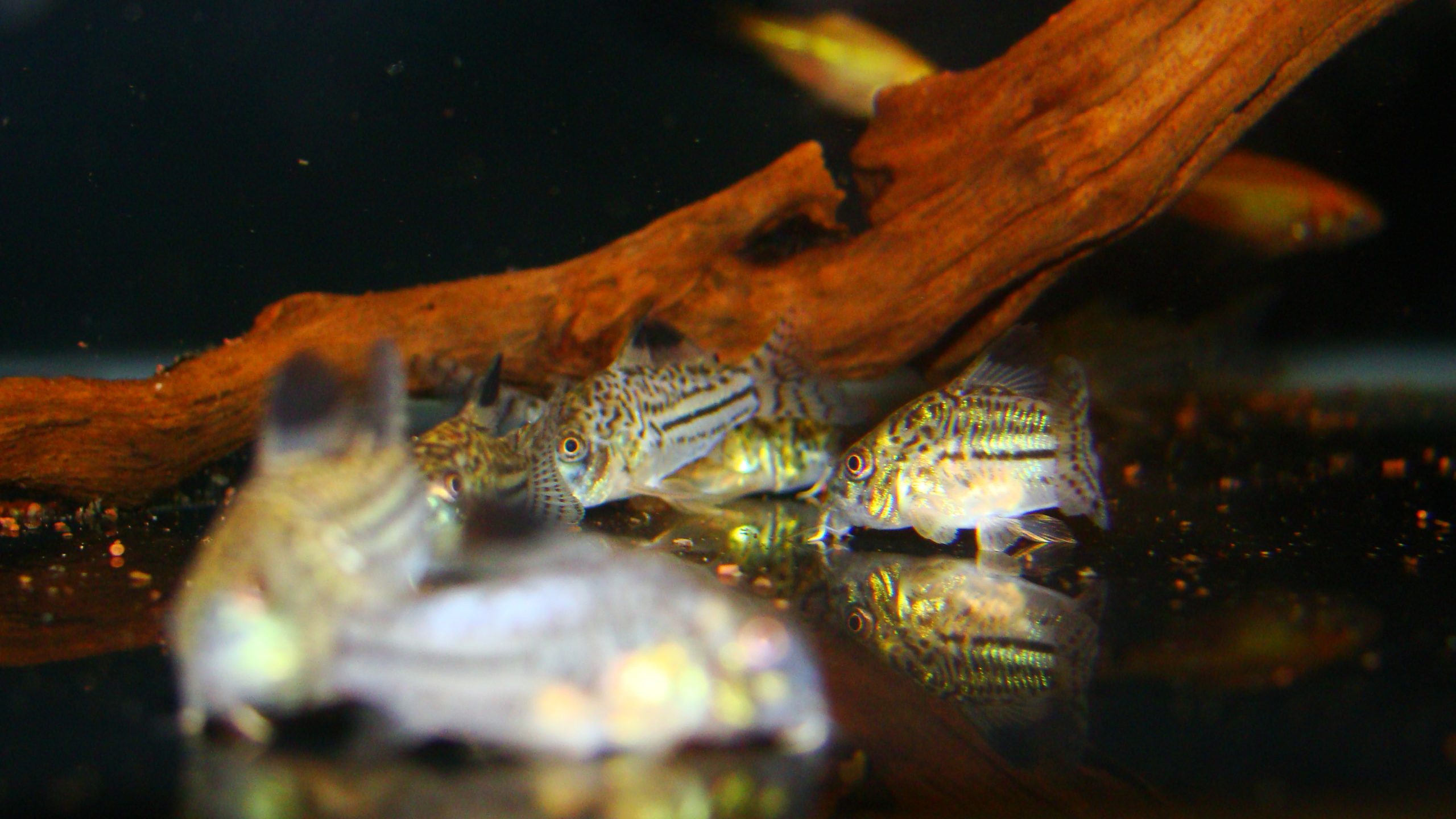 Gruppo di pesci da fondo Corydoras sterbai
