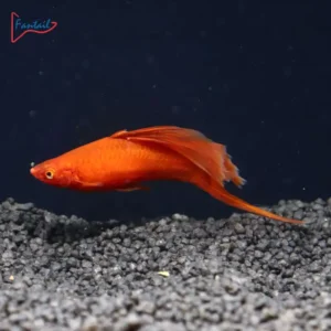 Portaspada Hi Fin Red – Xiphophorus hellerii