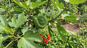Serpente verde arrotolato su un ramo di fico in giardino, tra foglie grandi e frutti maturi