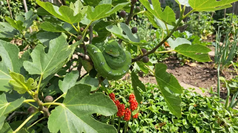 Serpente verde arrotolato su un ramo di fico in giardino, tra foglie grandi e frutti maturi