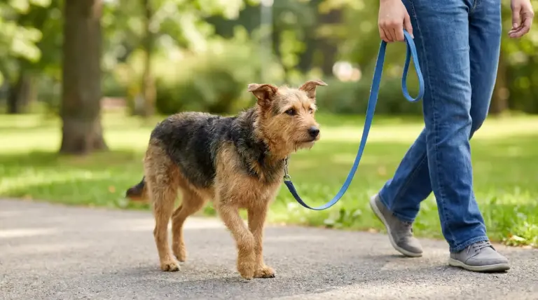 Cane al guinzaglio cammina accanto a una persona in un parco, con guinzaglio morbido e senza tirare