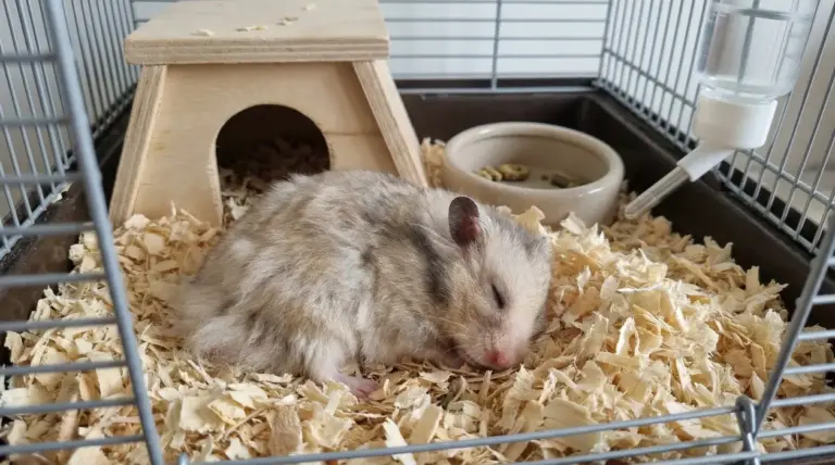 Criceto che dorme su trucioli nella gabbia, vicino a casetta, ciotola del cibo e beverino