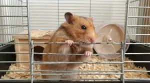 Criceto nella gabbia che morde le sbarre, con ruota e casetta sullo sfondo