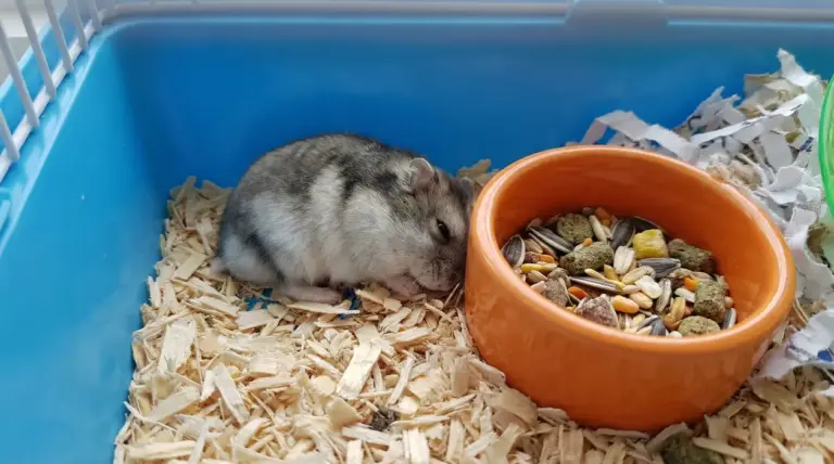 Criceto immobile nella gabbia vicino alla ciotola del cibo su trucioli di legno