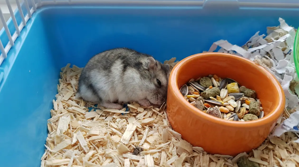 Criceto immobile nella gabbia vicino alla ciotola del cibo su trucioli di legno