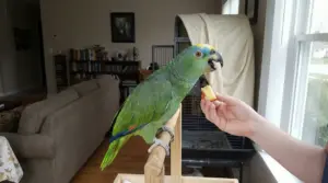 Pappagallo verde su posatoio in casa mentre una mano gli offre un pezzetto di mela vicino alla gabbia