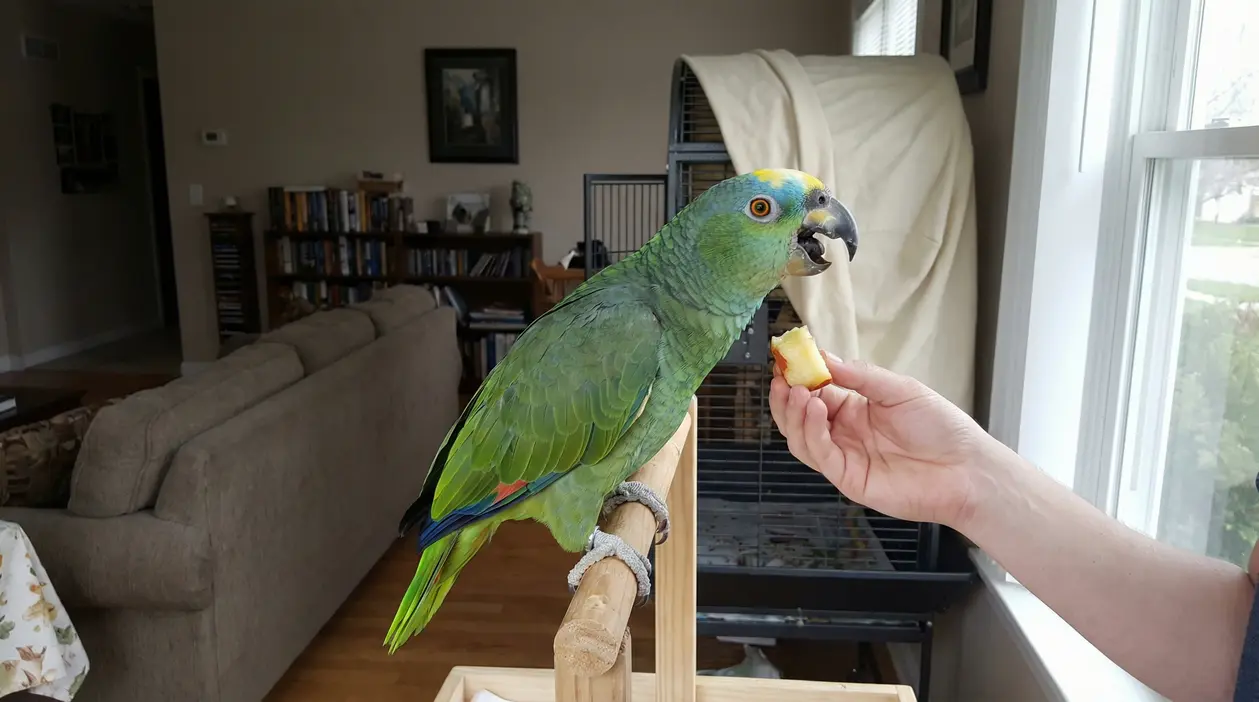 Pappagallo verde su posatoio in casa mentre una mano gli offre un pezzetto di mela vicino alla gabbia